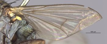 Media type: image;   Entomology 13031 Aspect: Wing front